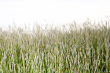 Wild grasses against a white background