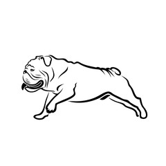 English bulldog - isolated outlined vector illustration
