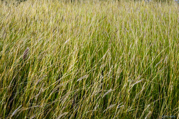 Close up on a field of wild grasses