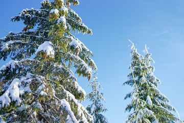 Forest in winter. Pine trees covered by snow.