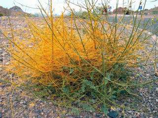 Cuscuta, commonly known as dodder, a parasitic vine known to strangle its host plant living beneath.  Found throughout North America, this plant is seen in Valley of Fire State Park near Las Vegas, NV