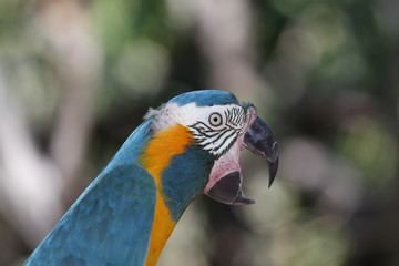 An extremely rare Blue-throated Macaw, Ara glaucogularis, from north Bolivia a Critically Endangered species. (captive)