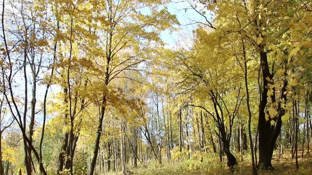 Autumn landscape. Golden trees in the autumn park.