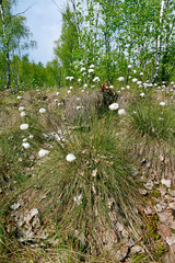 Scheiden-Wollgras / Scheidiges Wollgras (Eriophorum vaginatum) in einem Moor - hare's-tail...