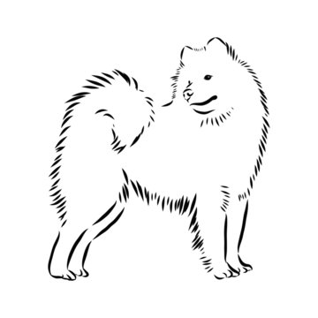 vector image of an dog, samoyed husky sketch 