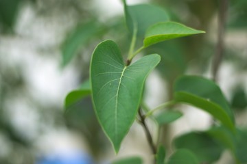 leaves