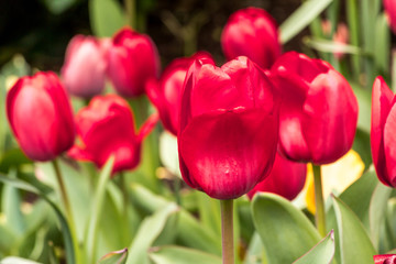 Red tulip blooming