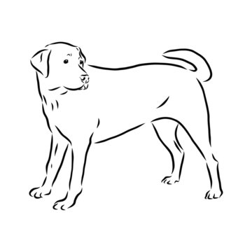 vector image of a dog, labrador sketch 