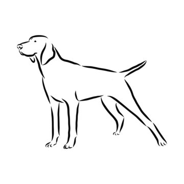 vector image of a dog, pointer dog sketch 