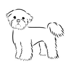 sketch of a dog, Maltese dog 