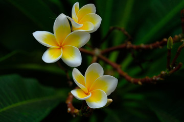 Plumeria blooming in the garden very fresh eye when looking.