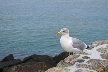 Fototapeta na wymiar A European herring gull standing at the pier in Warnemünde