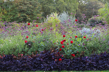 Eye popping scarlet red pompon dahlias in a delightful gardenscape 