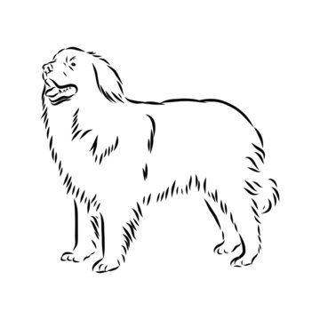 vector image of a dog, leonberg dog sketch 