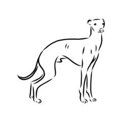 silhouette of a dog, greyhound dog sketch