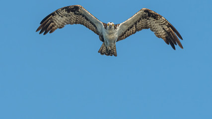Osprey eye contact