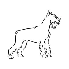 vector image of dog, riesenschnauzer dog sketch