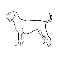 vector image of a dog, riesenschnauzer dog sketch