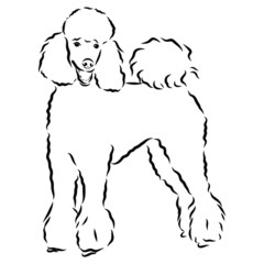 dog sketch poodle 