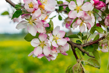 Apple tree blossoms