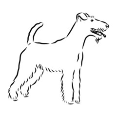 vector illustration of dog, foxterrier dog sketch, contour vector illustration