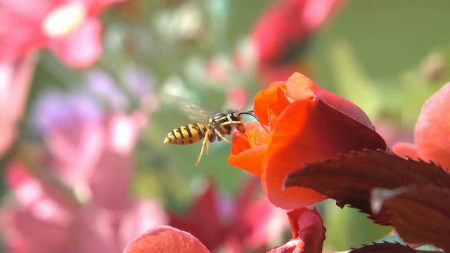 Wasps Bee flowers beautiful Nature pollinators in red flowers