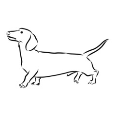 vector image of a dog isolated on white, Dachshund dog sketch, contour vector illustration