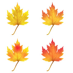 Fototapeta premium Realistic maple leaves isolated on white background