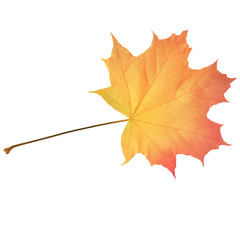 Autumn maple leaf vector on a white background.
