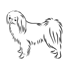 vector image of dog, Japanese chin dog sketch, contour vector illustration