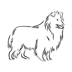 sheltie dog, sheepdog sketch, contour vector illustration