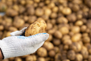 Fresh harvested potato in hand over pile of potatoes background