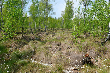Scheidiges Wollgras (Eriophorum vaginatum) in einem Moor - hare's-tail cottongrass in a bogland 