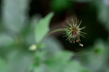 dandelion on green background