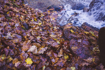wet yellow autumn leaves in the water