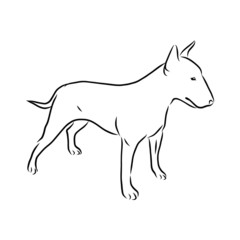 Obraz na płótnie Canvas silhouette of a dog, bull terrier sketch 