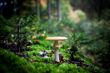 Fliegenpilz