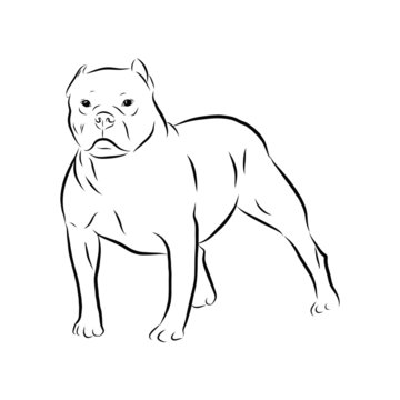vector illustration of a dog, pit bull terrier sketch 