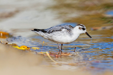 sandpiper on an autumn river in shallow water looking for food