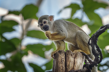 Common squirrel monkey, Saimiri sciureus, a species of squirrel monkey from Guiana, Venezuela, Brazil. Animals in natur reserve. Animals watching