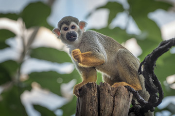 Common squirrel monkey, Saimiri sciureus, a species of squirrel monkey from Guiana, Venezuela, Brazil. Animals in natur reserve