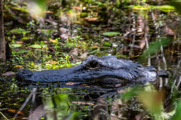 Alligator