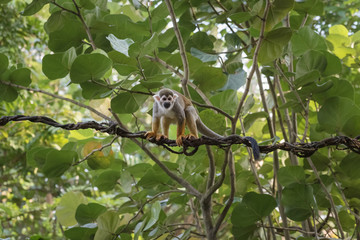 Common squirrel monkey, Saimiri sciureus, a species of squirrel monkey from Guiana, Venezuela and Brazil between green leaves. Animals in natur reserve