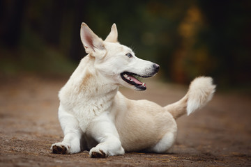 Naklejka na ściany i meble funny cute eskimo dog with blue eyes lying on the road in autumn forest
