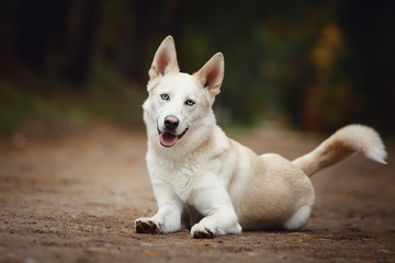 funny cute eskimo dog with blue eyes lying on the road in autumn forest in daytime - Powered by Adobe