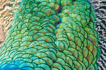 texture of peacock emerald feathers with highlights