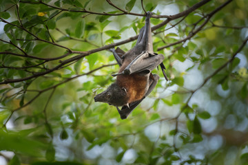 Bat, mammal of the order Chiroptera is hanging on the tree branch