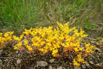 Sedum acre blossom in nature. Close-up.