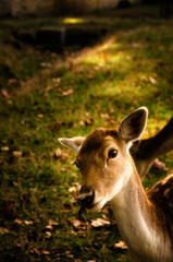 Some young fallow deer in a meadow
