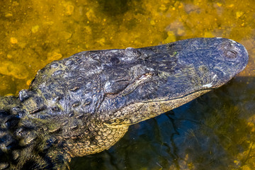 Everglades Alligator